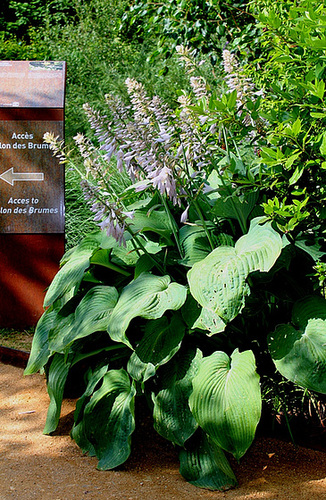 Hosta
