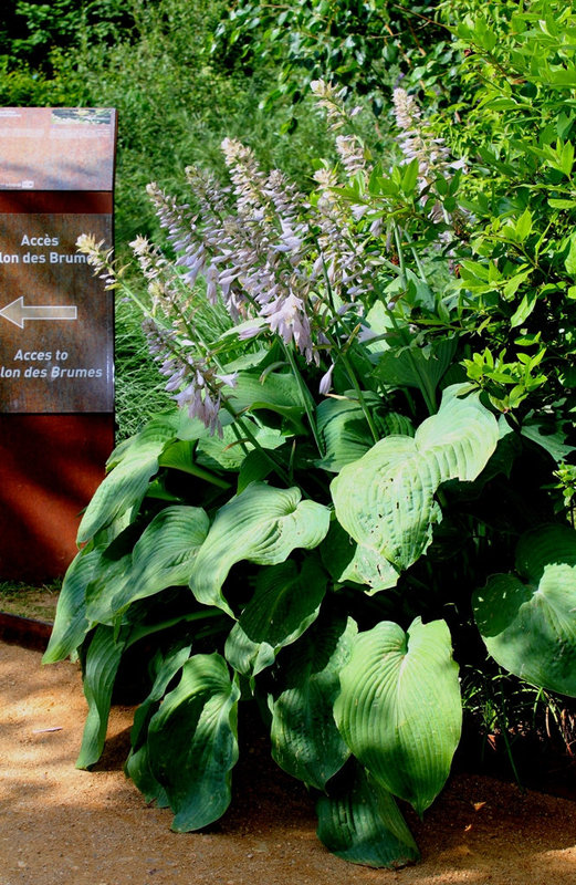Hosta