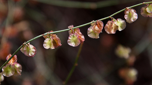 20120517 0171RAw [E] Blume, Herguijuela