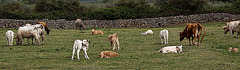 20120517 0168RAw [E] Rind, Herguijuela, Extremadura