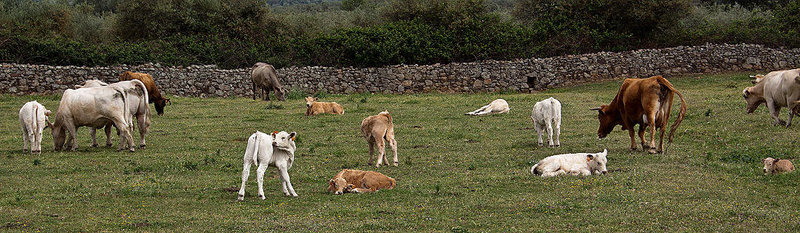 20120517 0168RAw [E] Rind, Herguijuela, Extremadura