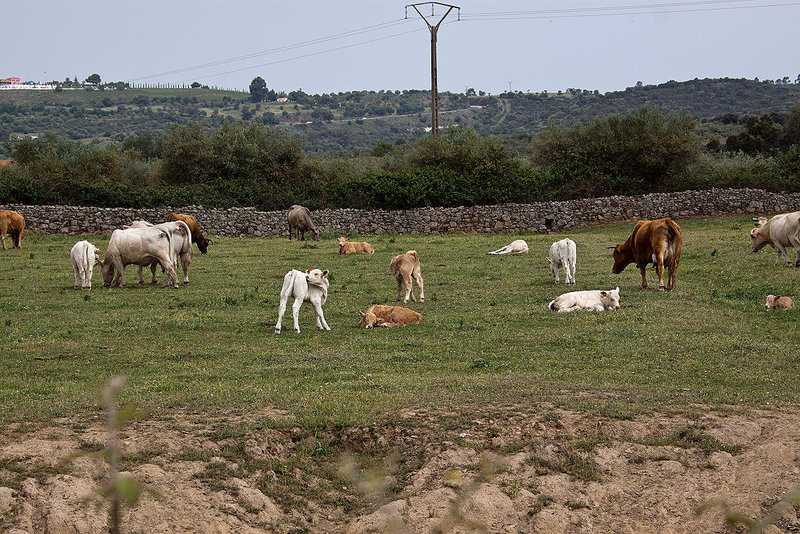 20120517 0167RAw [E] Rind, Herguijuela, Extremadura