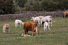 20120517 0164RAw [E] Rind, Herguijuela, Extremadura