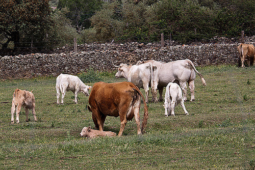 20120517 0164RAw [E] Rind, Herguijuela, Extremadura