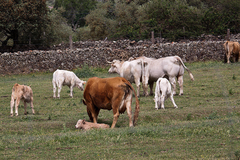 20120517 0164RAw [E] Rind, Herguijuela, Extremadura