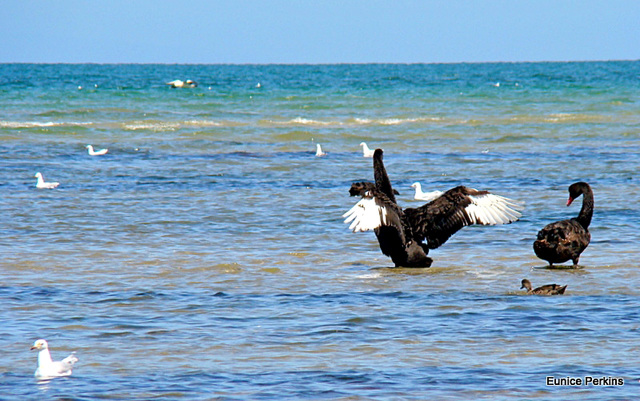 Swans, Gulls and a Duck.