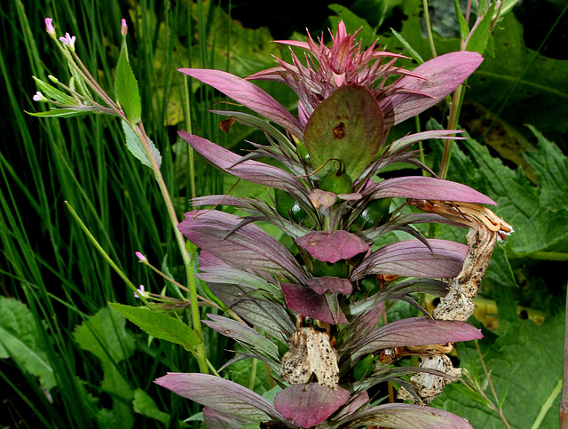 Acanthus spinosus-sacré regard !!