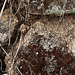 20120517 0158RAw [E] Steinmauer, Moos, Herguijueal