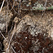 20120517 0158RAw [E] Steinmauer, Moos, Herguijuela, Extremadura