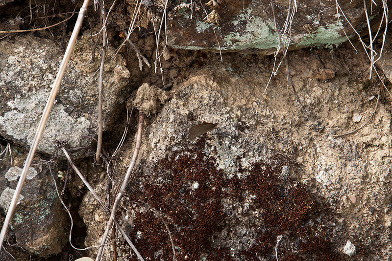 20120517 0158RAw [E] Steinmauer, Moos, Herguijuela, Extremadura