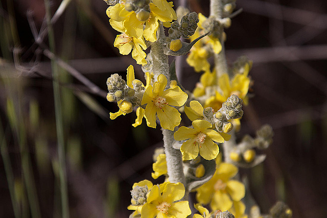 20120517 0156RAw [E] Königskerze, Herguijuela, Extremadura