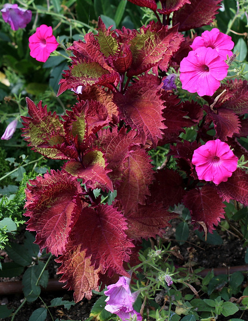 Coleus (2)