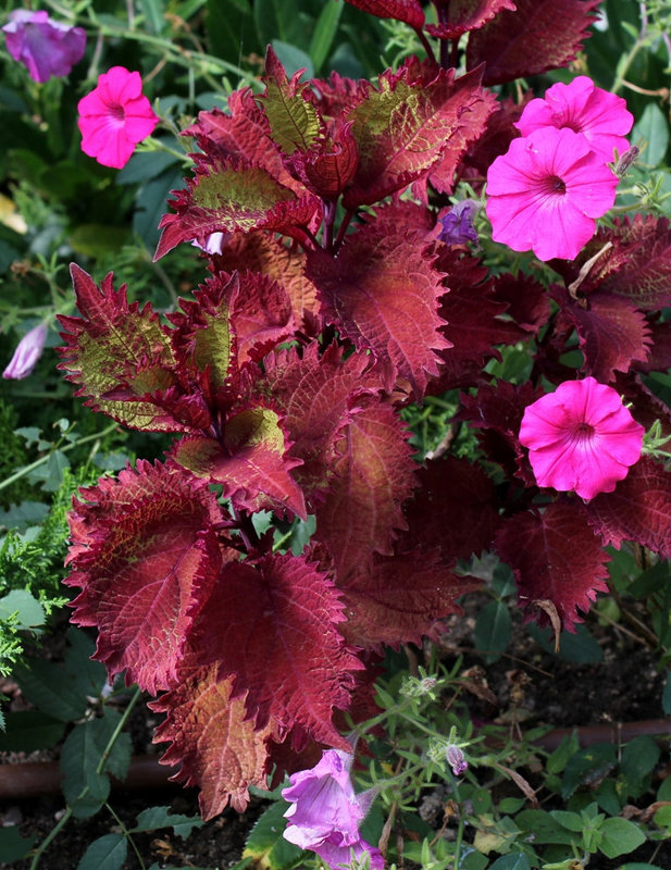 Coleus (2)