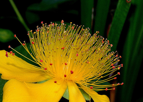Hypericum calycinum