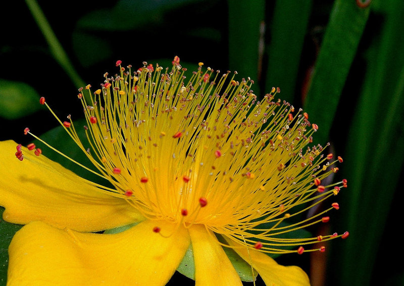 Hypericum calycinum
