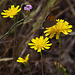 20120517 0152RAw [E] Blume, Falter, Herguijuela