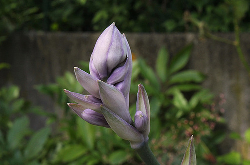 Hosta -fleurs- Jardin 2012