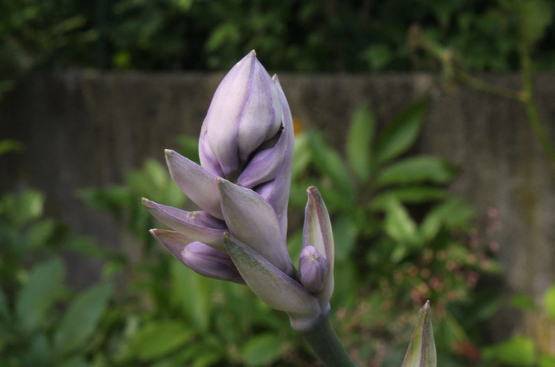 Hosta -fleurs- Jardin 2012