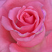 20120517 0148RAw [E] Rose, Herguijuela