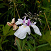 Iris ensata (2)