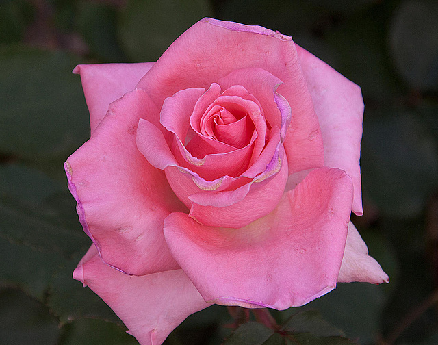 20120517 0147RAw [E] Rose (Rosa agg), Herguijuela, Extremadura