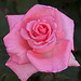 20120517 0147RAw [E] Rose, Herguijuela