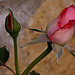 20120517 0146RAw [E] Rose, Herguijuela