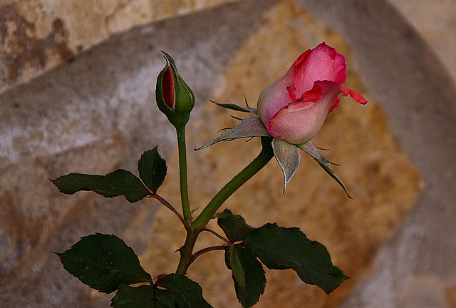 20120517 0145RAw [E] Rose, Herguijuela