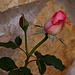 20120517 0145RAw [E] Rose, Herguijuela