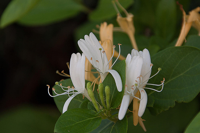 20120517 0144RAw [E] Geisblatt, Herguijuela