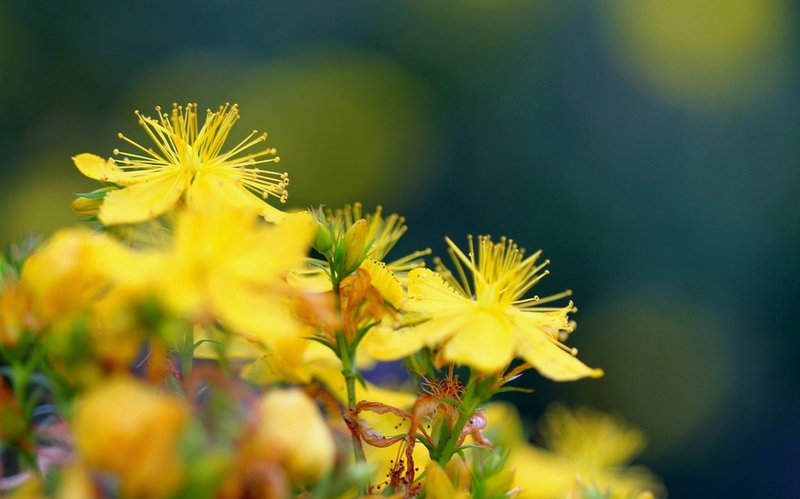 Millepertuis perforé - Hypericum perforatum
