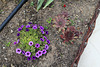 Joubarbe et Petunia 'Million Bells'