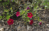 Petunia 'Million Bells' (2)