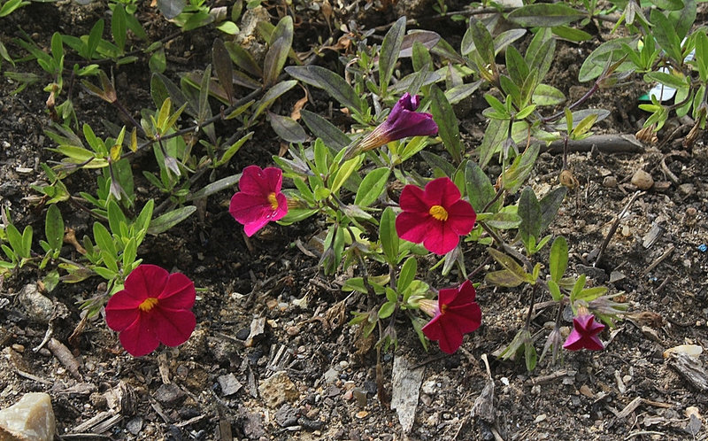 Petunia 'Million Bells' (2)