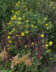 Massif avec Salvia nemorosa et Potentille fruticosa