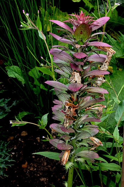 Acanthus spinosus- la plante a des yeux !