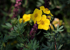 Potentilla fruticosa (2)