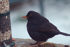 Blackbird