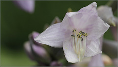 Hosta