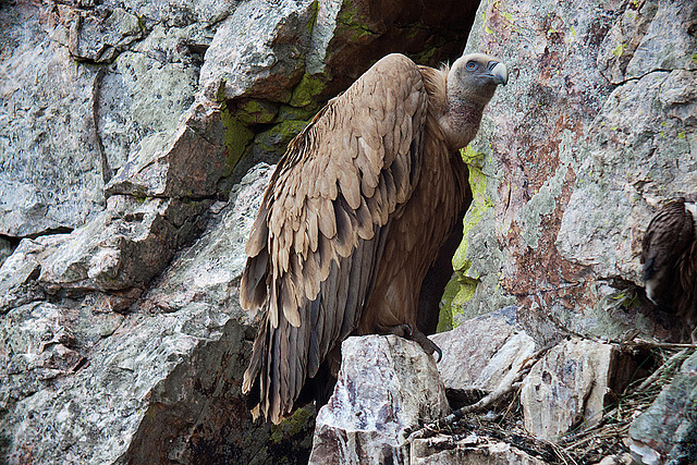 20120507 9200RDw [E] Gänsegeier (Gyps fulvus), Monfragüe, Parque Natural, Extremadura
