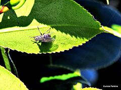 Leaf with a fly