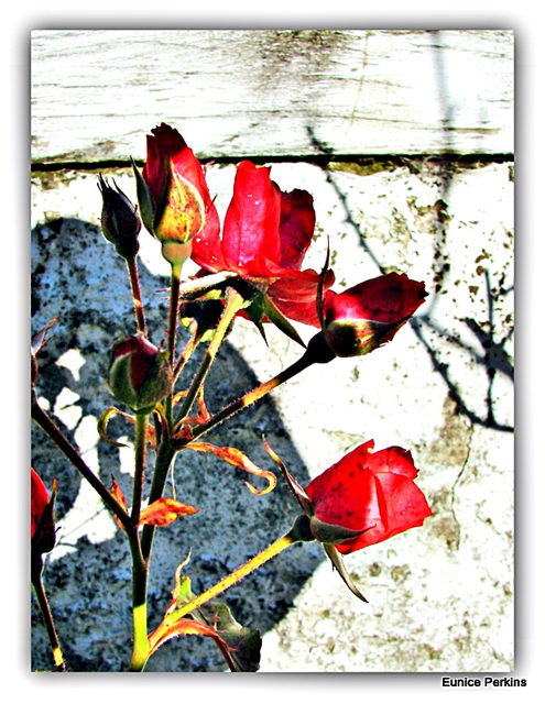 My red rose buds