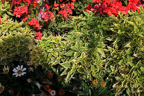 Coleus (4)