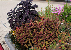 Coleus (5)