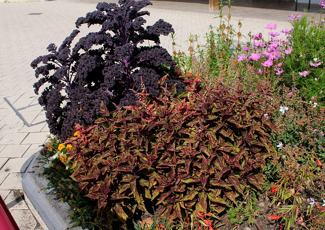 Coleus (5)