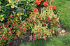 Coleus (6)