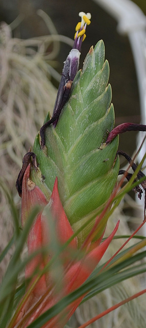 Tillandsia punctulata DSC 0100