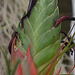 Tillandsia punctulata DSC 0100