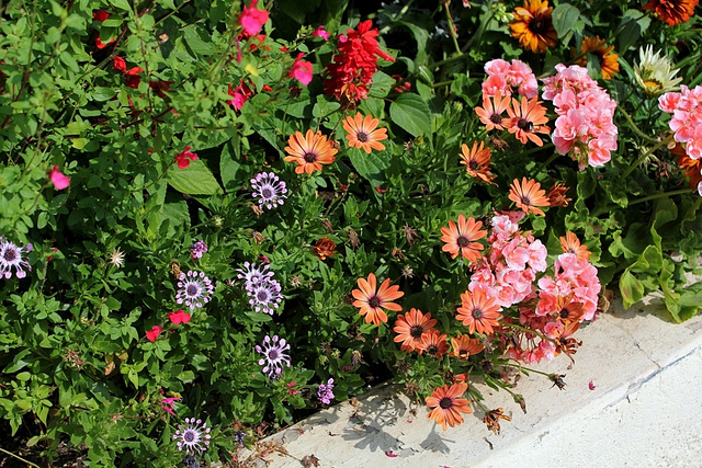 Osteospermum