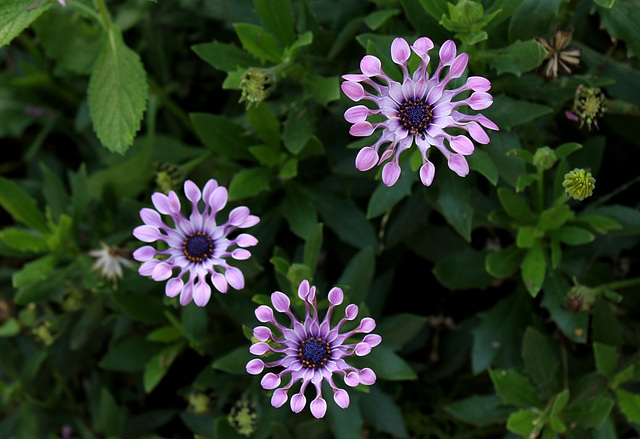 Osteospermum (6)